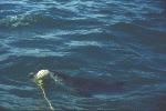 Side view of shark at the buoy